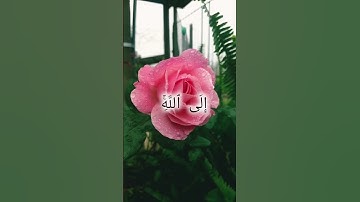 سورة غافر بصوت الشيخ المشاري راشد