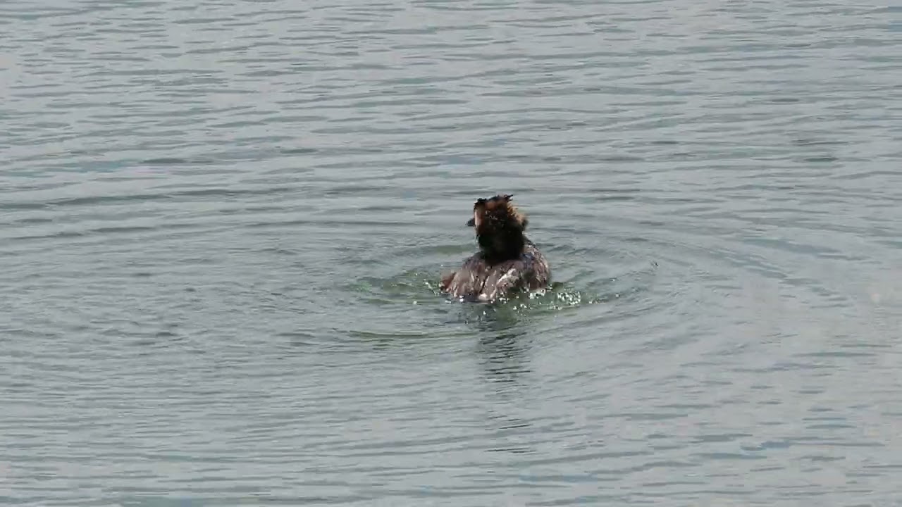 Bahri Ses Great crested grebe Podiceps cristatus sound