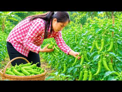 Harvesting chili peppers for sale and processing them into delicious stir-fried dishes - Rural life