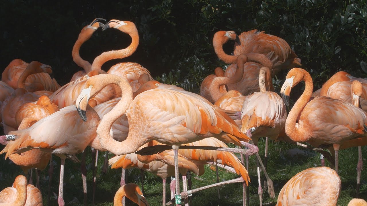 Vogelpark Walsrode 2019 Teil 1  4K