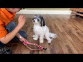 MIX犬の”ダンくん”とハーネスを装着する練習！