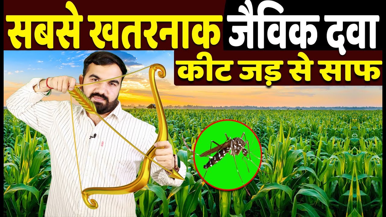 how to make neem oil at home | neem pesticide | नीमास्त्र घोल | insects in crop | organic spray |