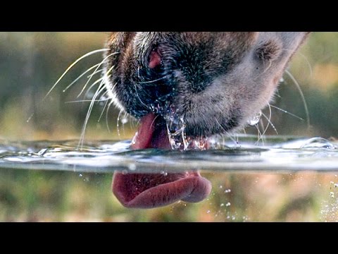 How does a dog drink? - Slow Mo Time