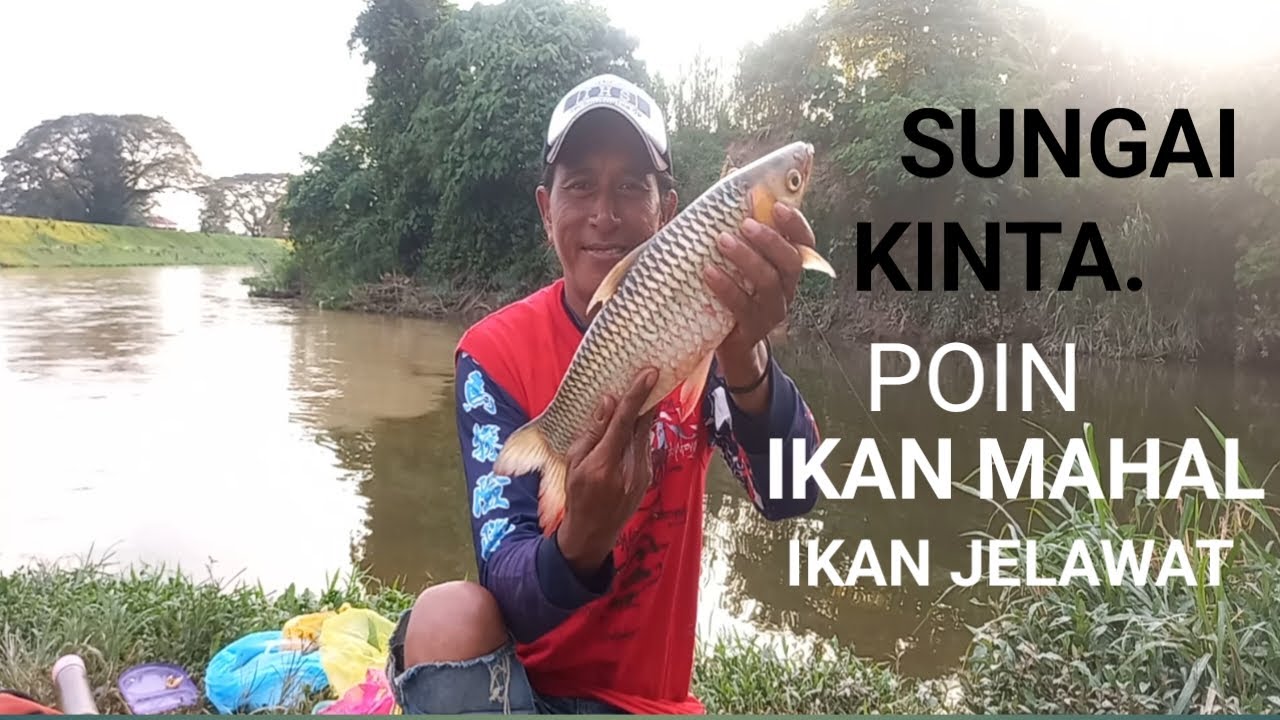 Sungai kinta poin ikan mahal ikan jelawat mancing cara dasaran