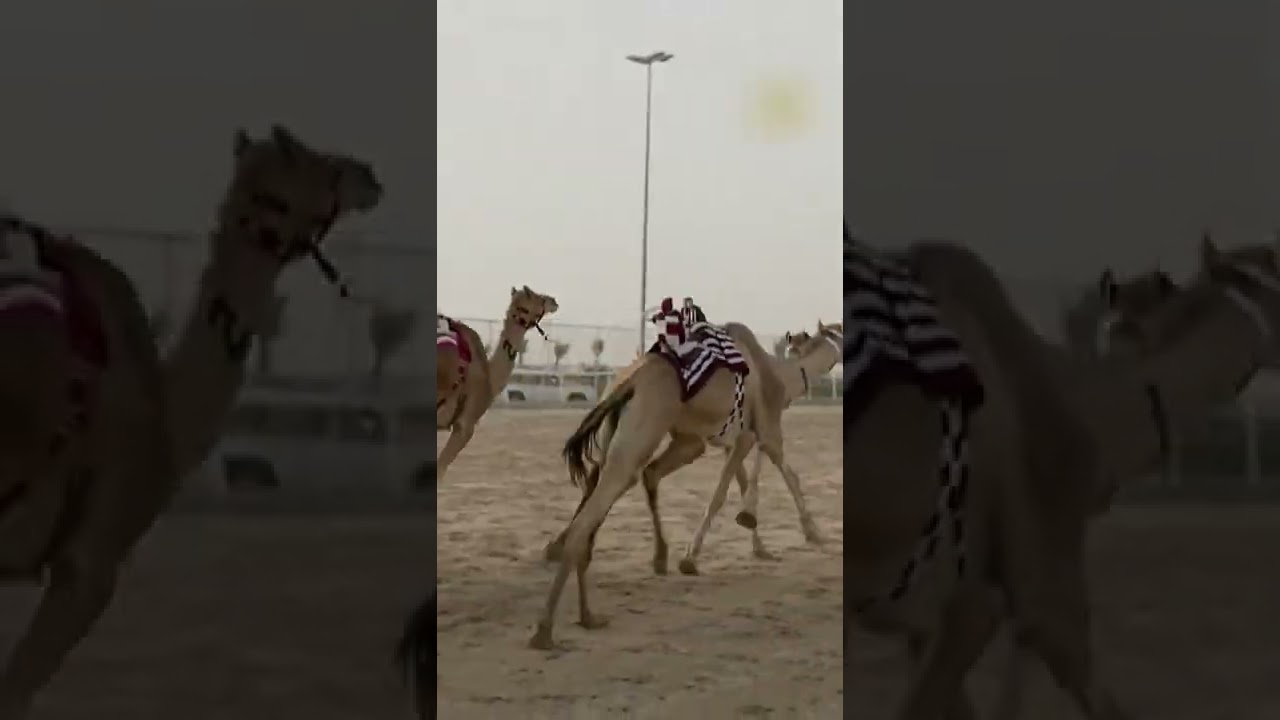 Robot jockeys are used in camel racing 
