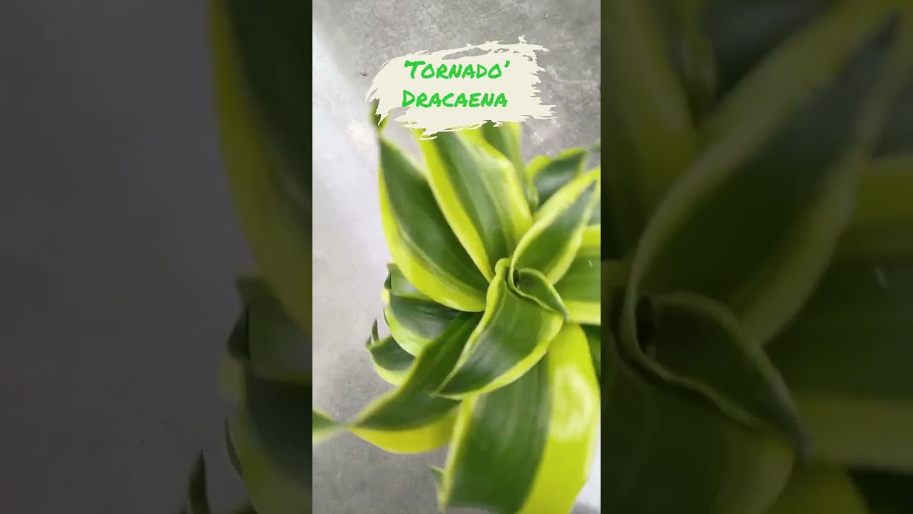 Tornado' Dracaena | Plants at Gertens Garden Center | YouTube Shorts -  YouTube