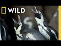 Penguin Behavior and Adaptation Quiz