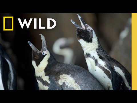 Never Before Filmed Moments | Secrets of the Penguins | National Geographic