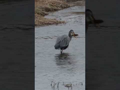 Hunting - Great Blue Heron (Ardea herodias)