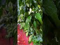 Chennai Rains. Between the recent rain and floods, took a moment to love the little things #chennai