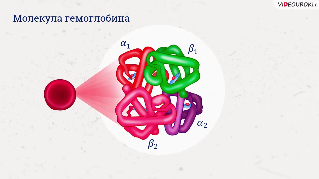 Белки биология 6 класс