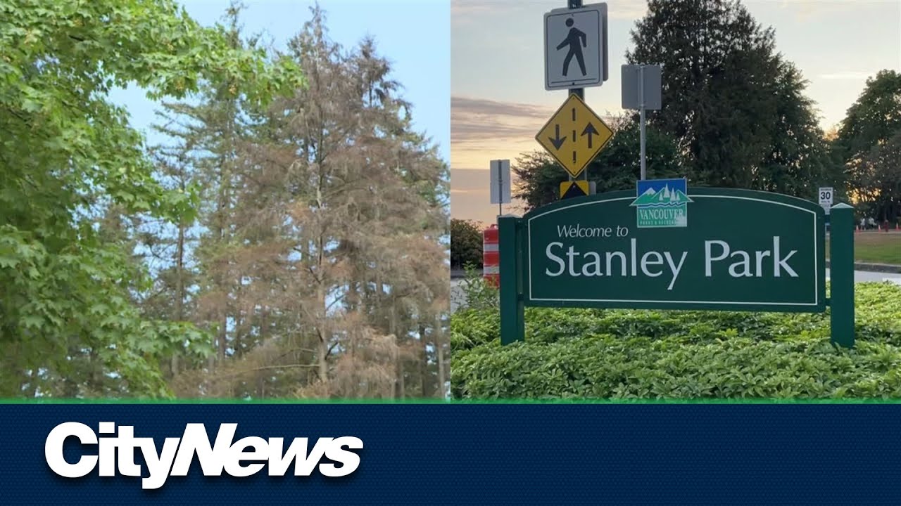 Vancouver Park Board to update Stanley Park Forest Management Plan ...