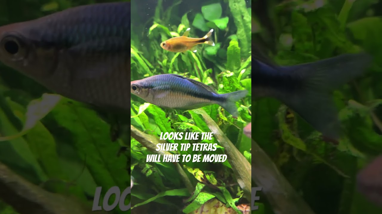 Parkinsons Rainbowfish Attacked By Silver Tipped Tetra 