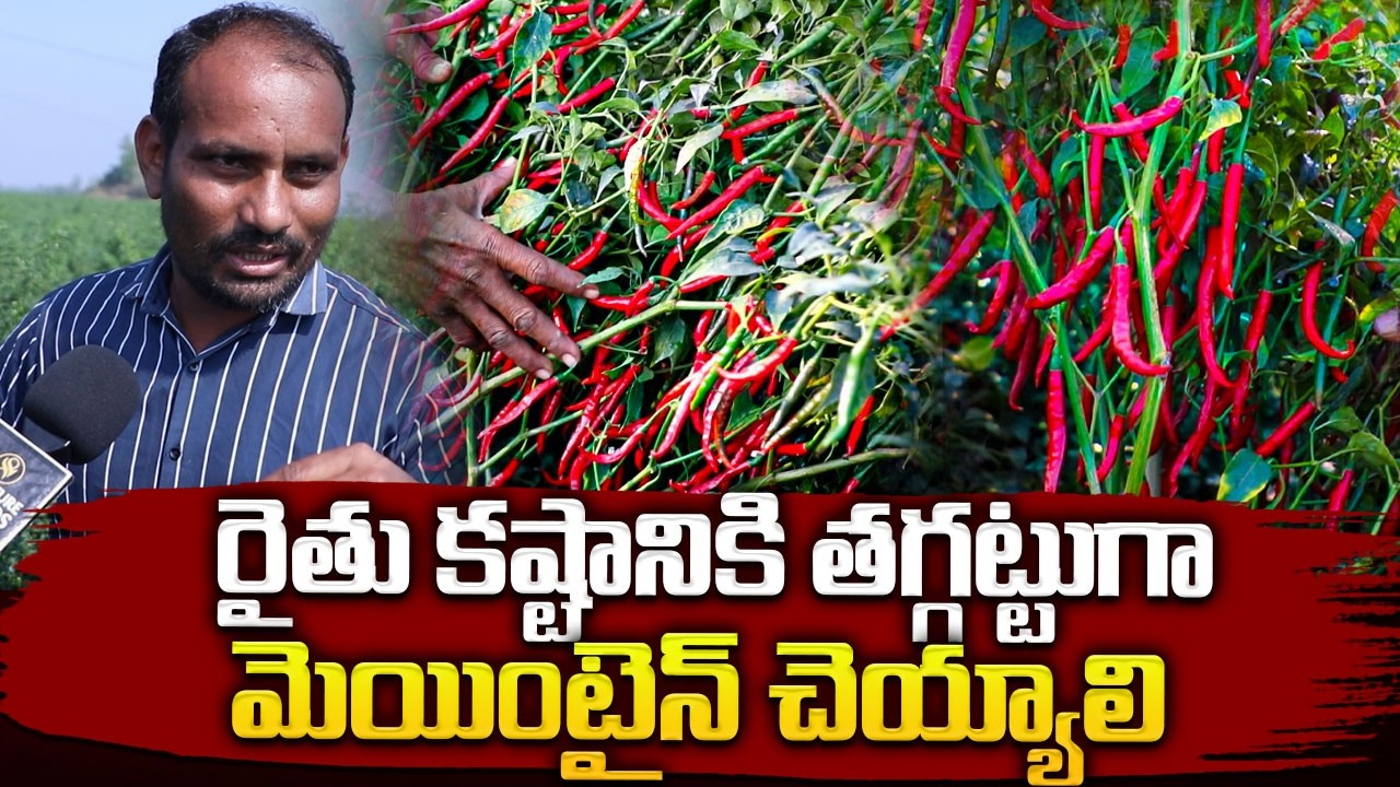 రైతు కష్టానికి తగ్గట్టుగా మెయింటైన్ చెయ్యాలి Mirchi seeds | #anchornagesh @Signature Studios
