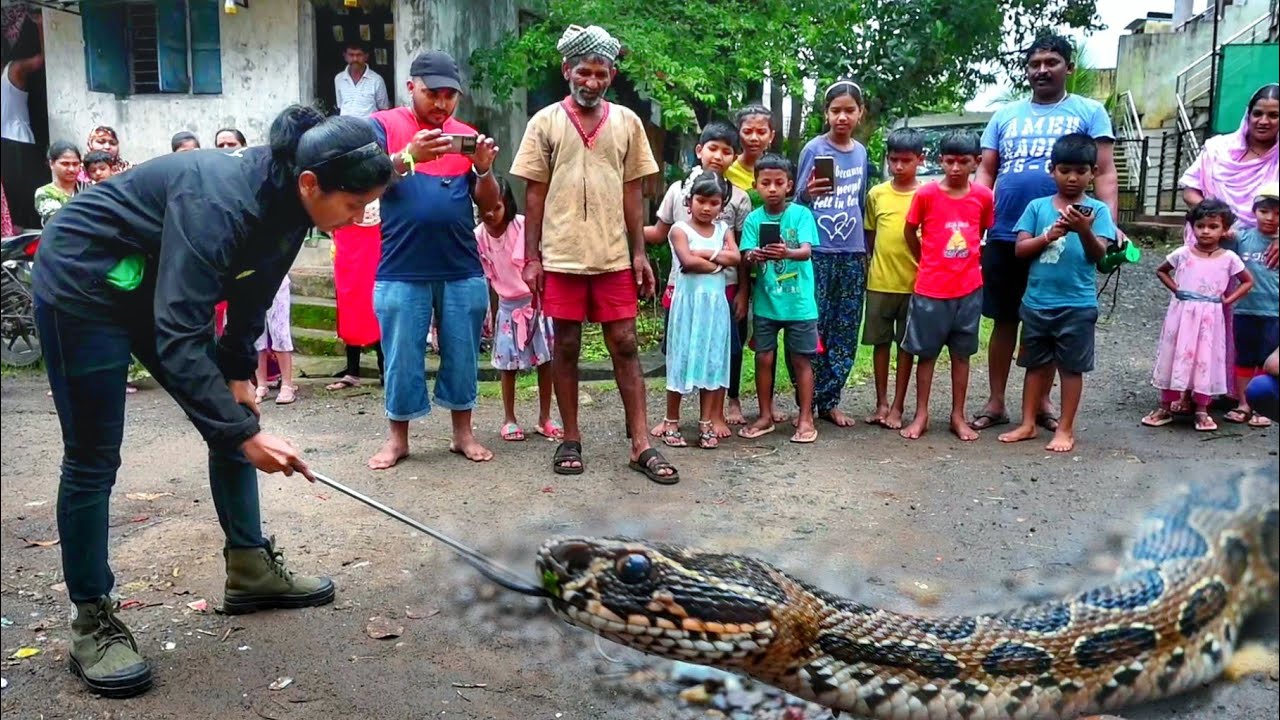 बापरे!! साप बघायला केवढी ही गर्दी 😳 विषारी घोणस सापाचा रेस्क्यू