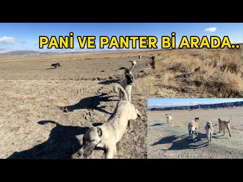 PANİ PANTER VE