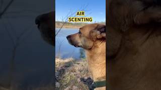 WHAT IS AIR SCENTING IN DOGS? #dogbehaviour #dogsniffing #dogobservation