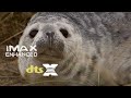 Photography of Seals at Horsey Gap | Norfolk | IMAX Enhanced | DTS:X