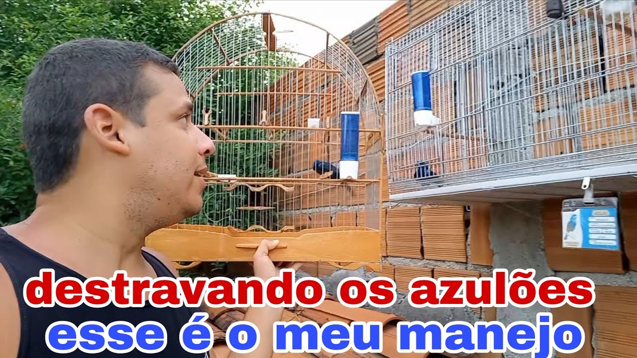 Ativando a fibra dos azulões 