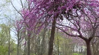 Allergy experts in the Ozarks share another secret for treatment