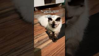 Download Lagu Is there this song?⁉️#shorts #shortsvideo #shortsfeed MP3