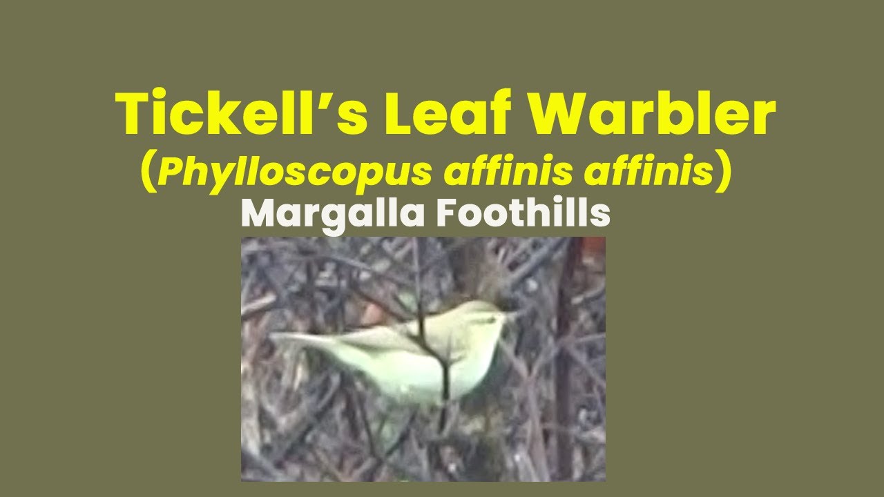 Tickell’s Leaf Warbler (Phylloscopus affinis affinis) – Margalla Foothills, Pakistan