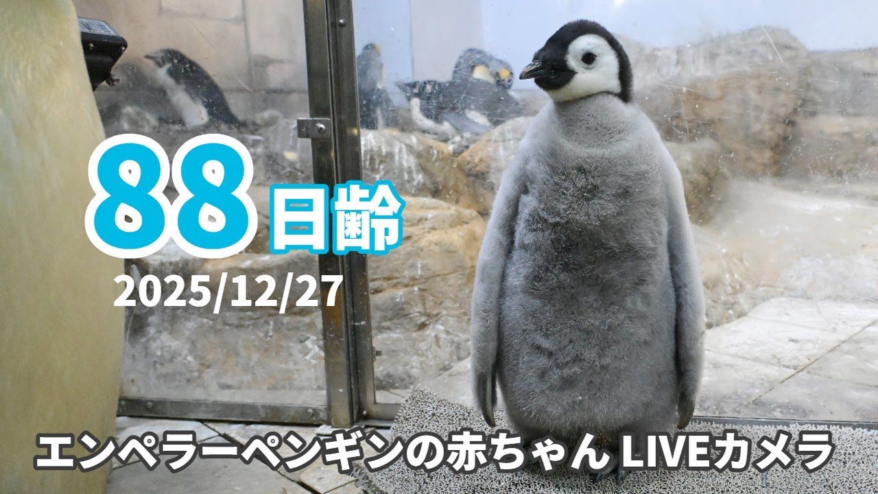 アーカイブ】エンペラーペンギンの赤ちゃんライブカメラ（2025/12/27