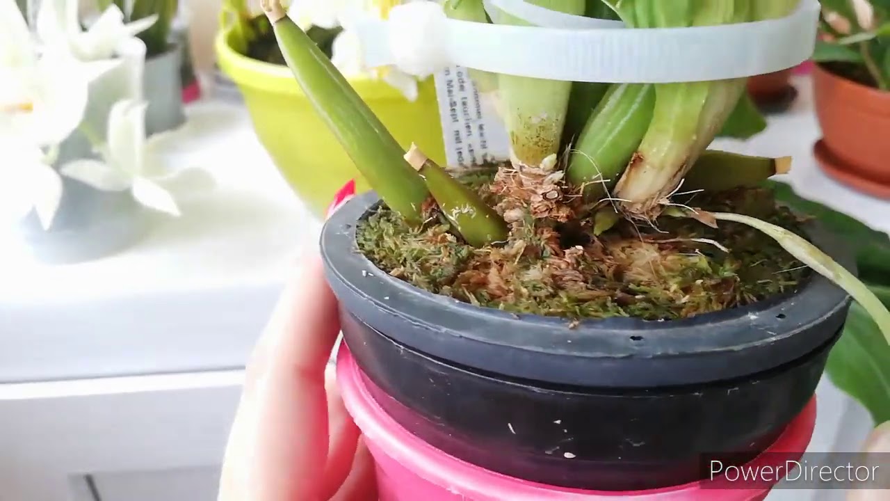 Chysis bractescens и catasetum pileatum var alba