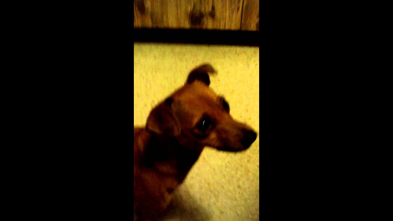 Dog eating hot sauce YouTube