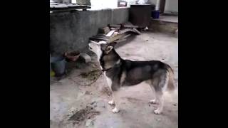 Huskiy Mahni Oxumasi