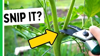 SHOULD You Prune Tomatoes? 🤔🍅