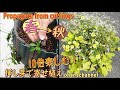 【挿し芽で寄せ植え】たった4株で！春から秋までいつもの10倍楽しめる(ﾟ∀ﾟ)✨カリブラコア、ベゴニア🌼Make hanging with propagate from cuttings🌱