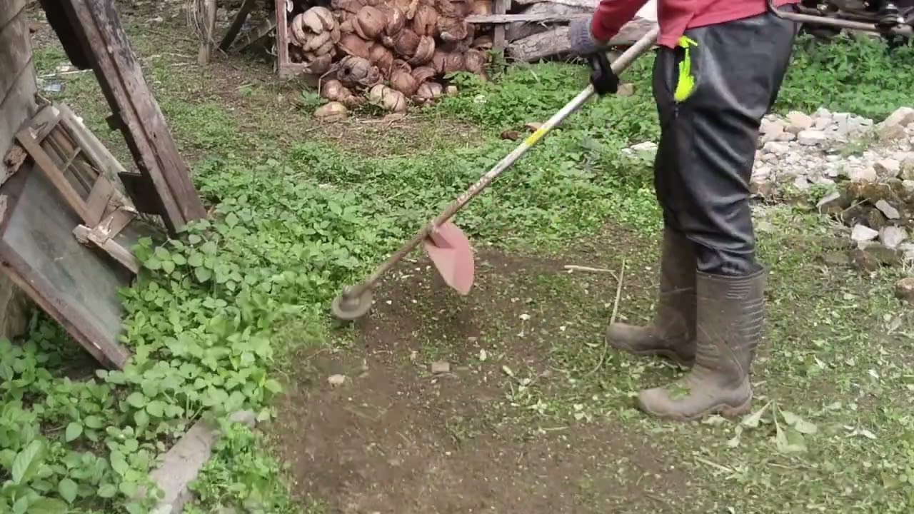 Kegiatan Hari Ini: Potong Rumput Belakang Rumah Biar Rapi Lagi! #potongrumput #bersihbersih 