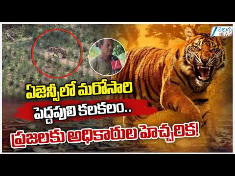 Tiger Spotted in Polavaram Forest Area | Search Operation Underway by Officials | Eluru District - ZEE24TELUGUNEWS