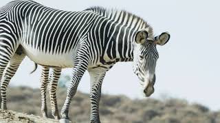 New Grevy's Zebra Foals by San Diego Zoo Safari Park 9,589 views 3 years ago 44 seconds