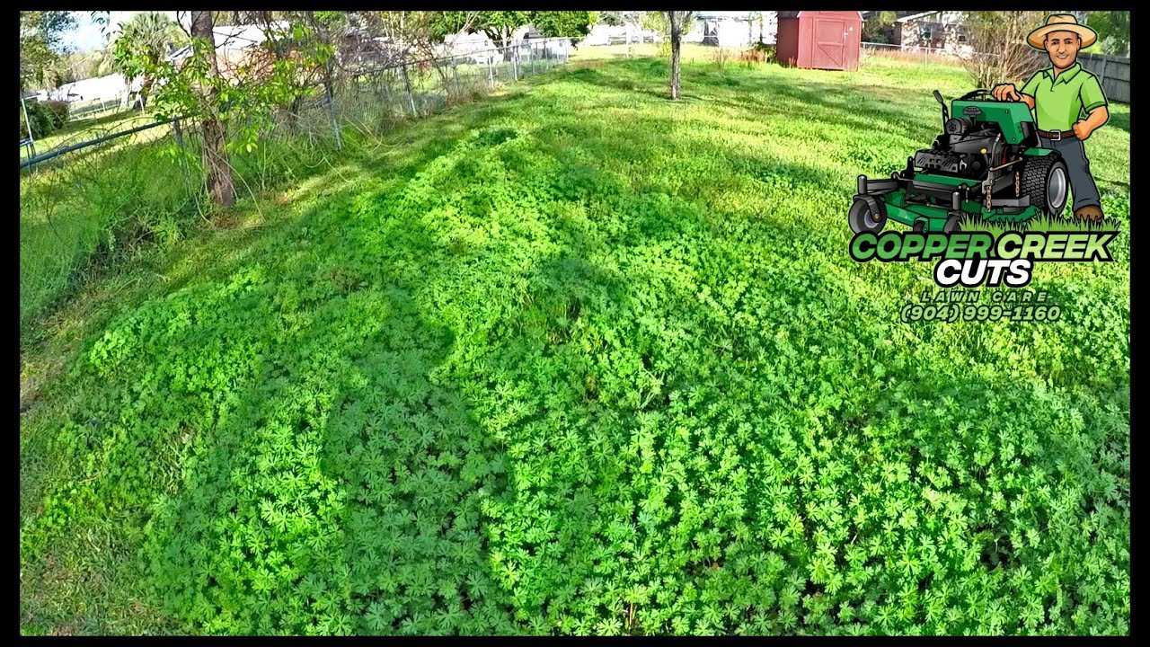 Quick Mow For A Backyard FULL Of Tall Weeds (Time Lapse, Narration