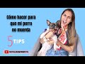 CÓMO EVITO QUE MI PERRO MUERDA -Tips by Natalia Ospina