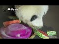 Broadcast: The Journey Of Growth: The Bond - Together In Nature, United By Care | iPanda