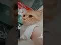 أعلنت الطوارئ واخدك انا جوله في الملاهي قطط أعلنت الطوارئ واخدك انا جوله في الملاهي قطط