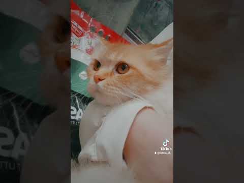 أعلنت الطوارئ واخدك انا جوله في الملاهي قطط