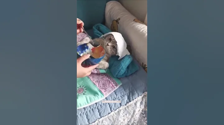 Video 10882651: cats dogs funny animals, cat cute dog animals