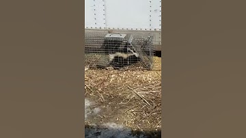 Trapping skunks
