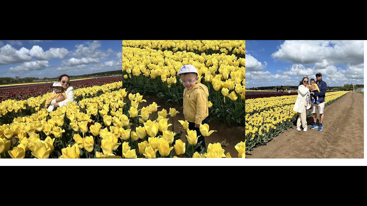 Tulips Farm| Spring time| Norfolk| Filipinos in the UK