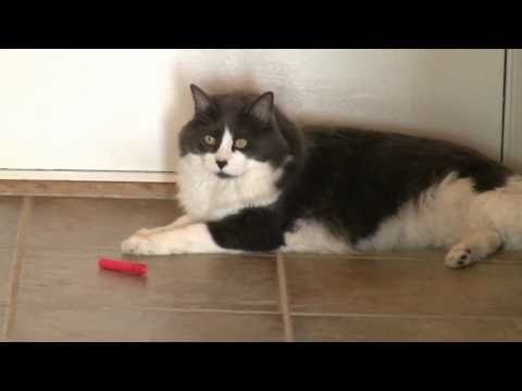 Otto Plays with Nerf Darts