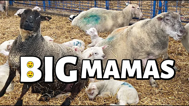 When EWE'RE this big...they call EWE Mama. 😉| Summer Lambing 2021 | Vlog 467