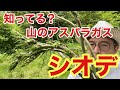 【シェフの仕事】知っていますか？山のアスパラガス「シオデ」