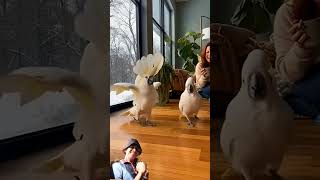 Download Lagu two cacoktoo bird dancing #funny #birds #cacoktoobird #dancing MP3