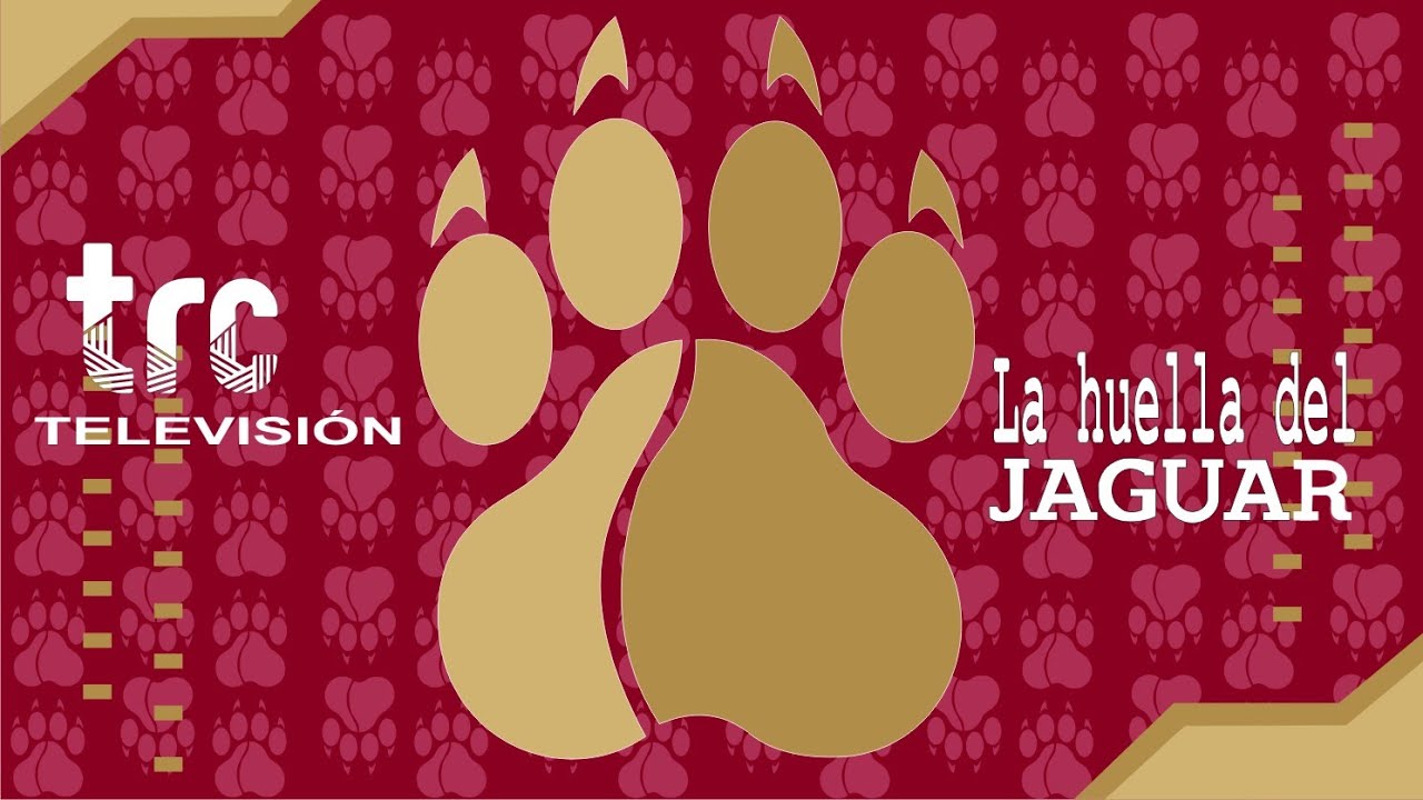 LA HUELLA DEL JAGUAR 28 05 25 - YouTube