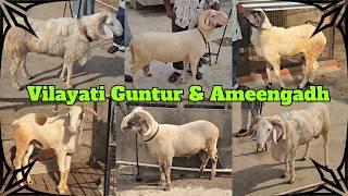 Ameengadh Guntur & Vilayati Sheep Available in Hussaini Alam| Heavyweight Sheep In Hyderabad #goat