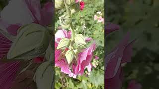 Relaxing Nature Scenes - Go Walking Part 23 #naturesounds #citypark #naturescenery #naturebeauty